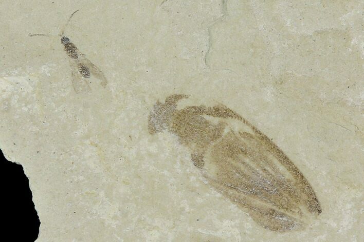 Beetle and Bee Fossil - Green River Formation, Utah #101623